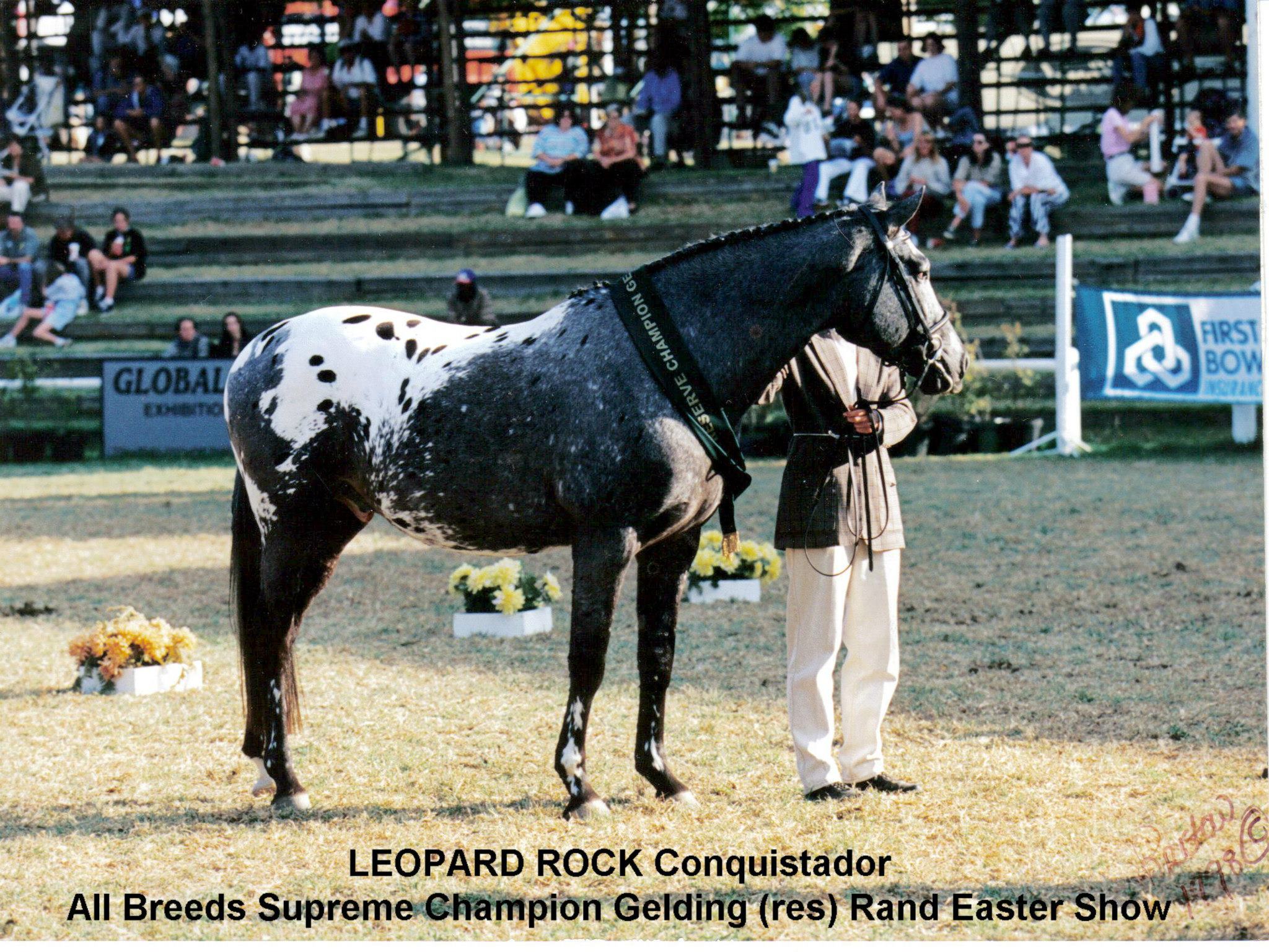 Leopard Rock Sport Appaloosa Horses